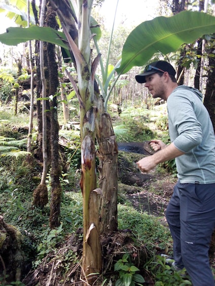 Experience Banana Cultivation in the Hawaiian Rainforest