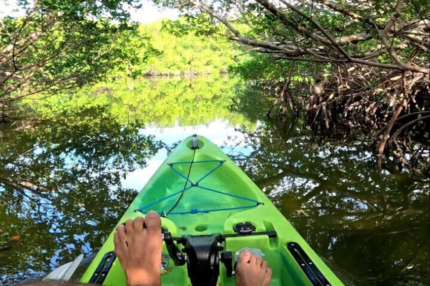 Pedal Kayak Mangrove Tunnel Tour in Bradenton