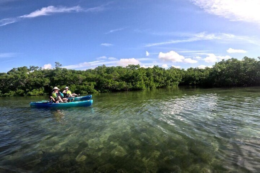 Pedal Kayak Mangrove Tunnel Tour in Bradenton