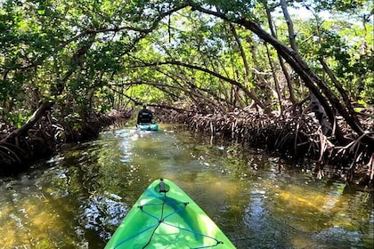 Pedal Kayak Mangrove Tunnel Tour in Bradenton