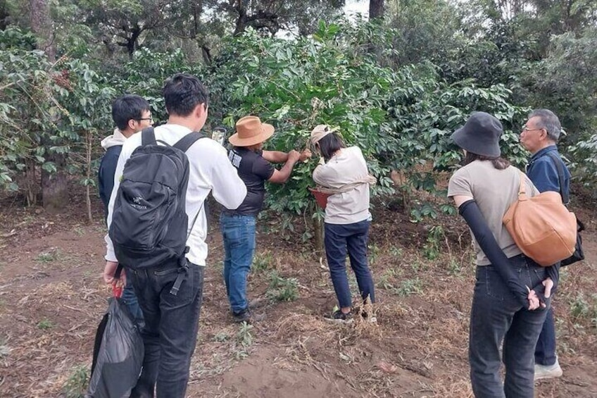Coffee tour near the Agua Volcano with tasting