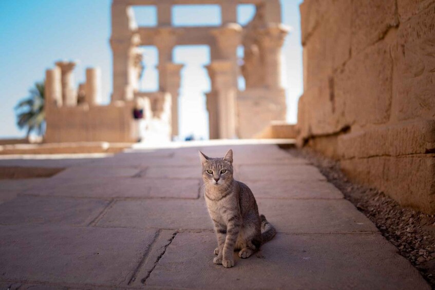 Picture 7 for Activity Luxor: Private Full-Day Customized Tour