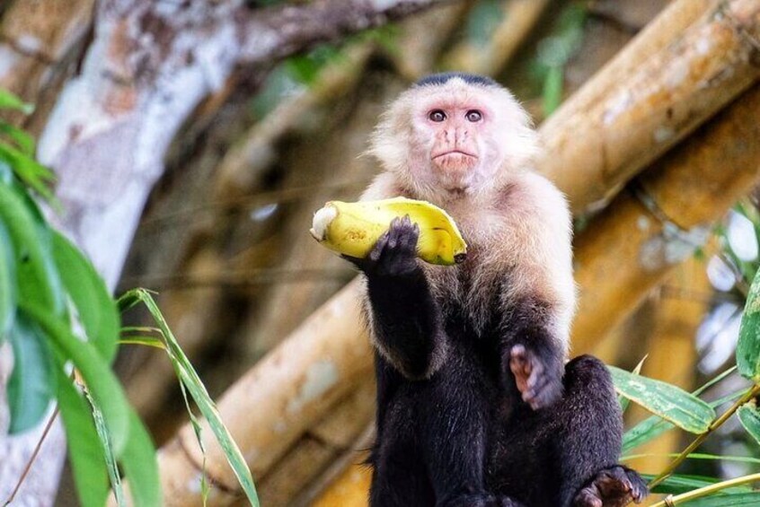 Visit the Indians and discover the rainforest