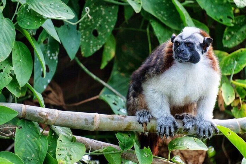 Visit the Indians and discover the rainforest