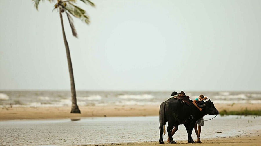 Belém: Marajó Island Day Trip with Buffalo Farm Visit