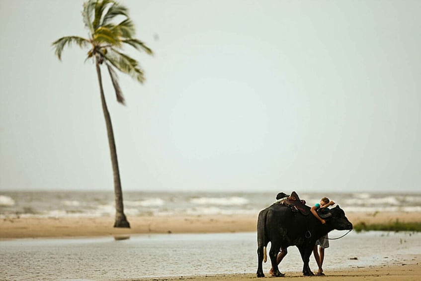 Belém: Marajó Island Day Trip with Buffalo Farm Visit