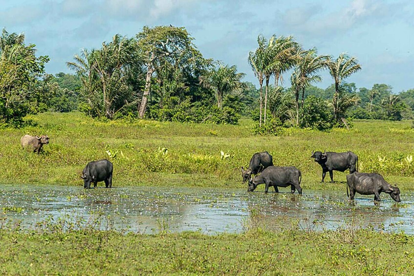 Picture 11 for Activity Belém: Marajó Island Day Trip with Buffalo Farm Visit