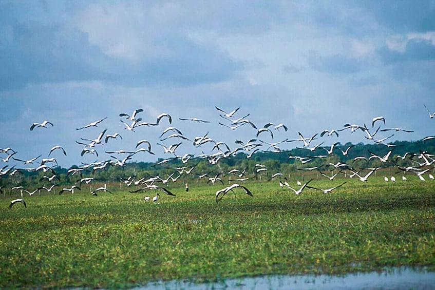 Picture 7 for Activity Belém: Marajó Island Day Trip with Buffalo Farm Visit