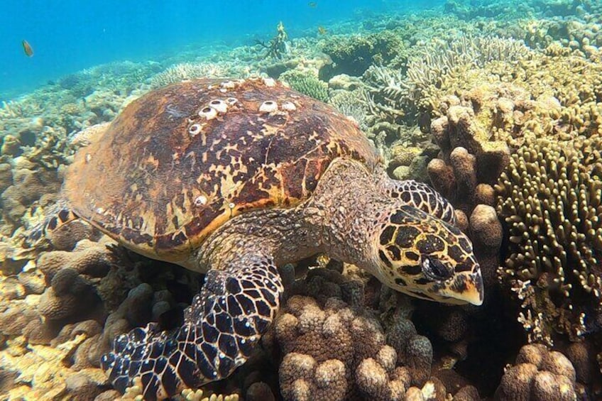 Tanikely Marine Park and Nosy Komba Private Guided Tour