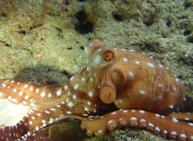 Porto Santo: Private Night Snorkelling Tour