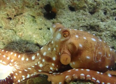 Porto Santo: Excursión nocturna privada de snorkel