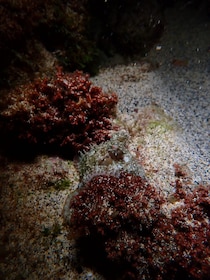 Porto Santo: tour privado de snorkel nocturno