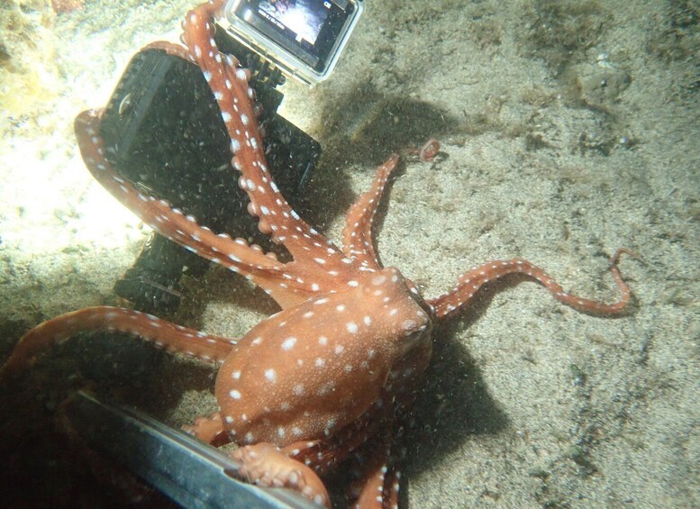 Picture 5 for Activity Porto Santo: Private Night Snorkeling Tour