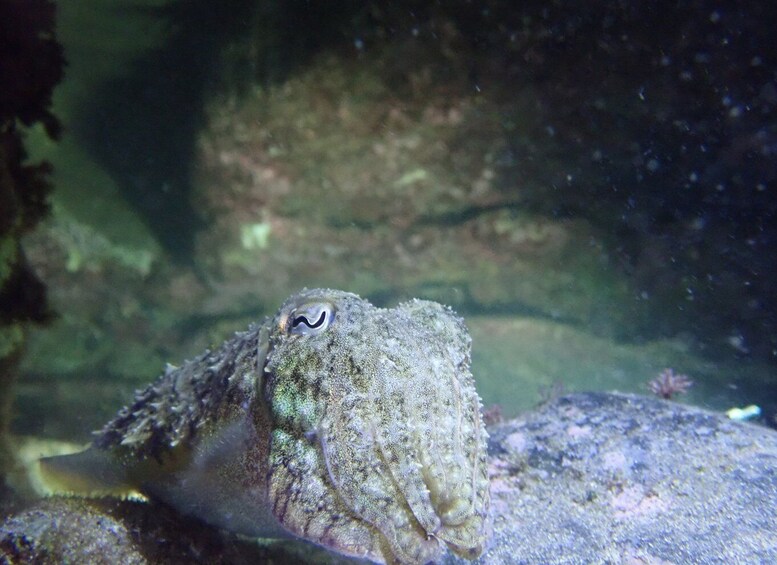 Picture 1 for Activity Porto Santo: Private Night Snorkeling Tour