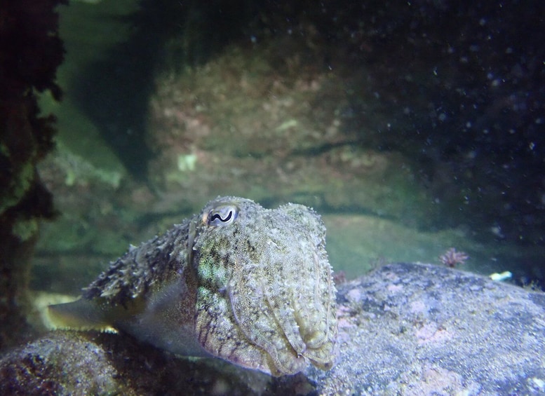 Picture 1 for Activity Porto Santo: Private Night Snorkeling Tour