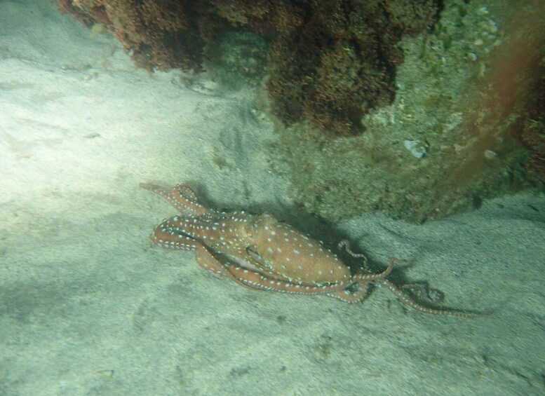 Picture 4 for Activity Porto Santo: Private Night Snorkeling Tour