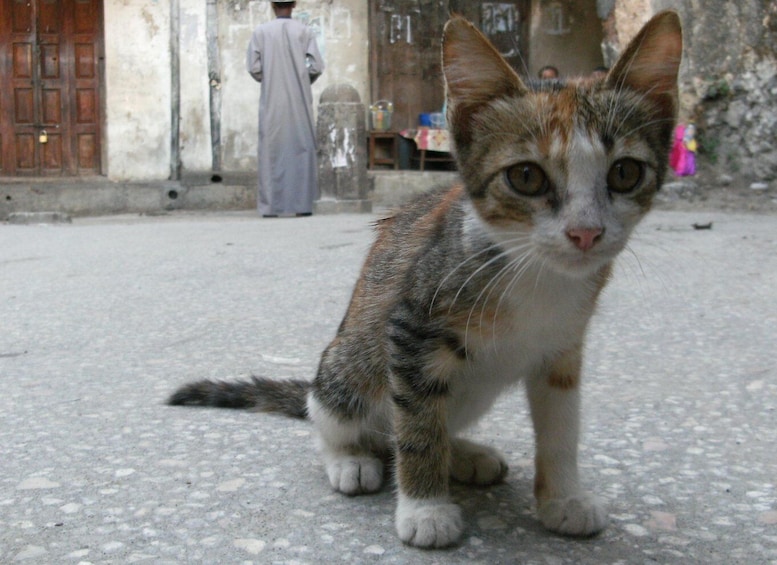 Picture 4 for Activity Zanzibar: Stone Town & Spice Farm Tour with Lunch