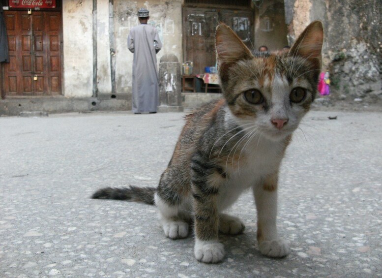 Picture 4 for Activity Zanzibar: Stone Town & Spice Farm Tour with Lunch