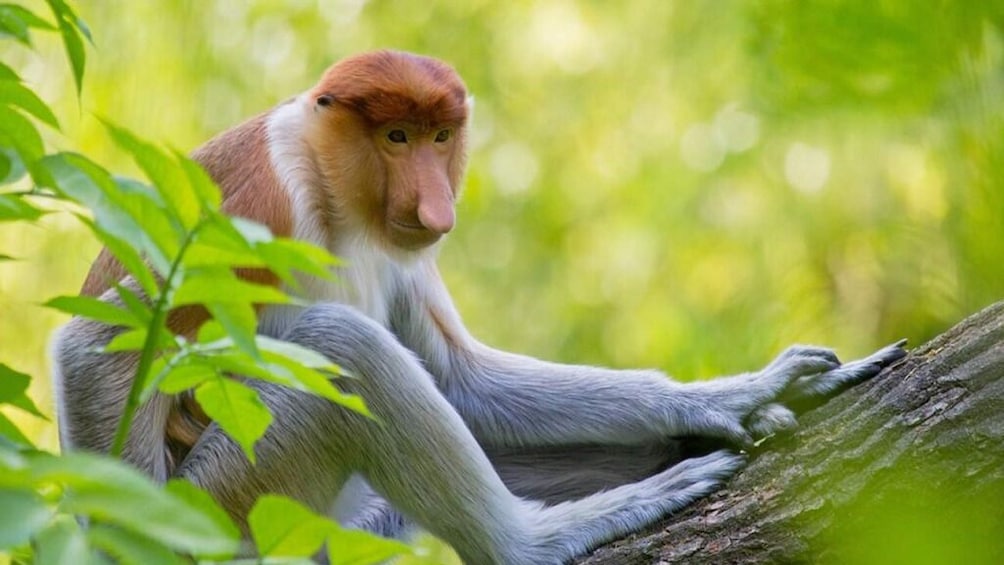 Klias River Proboscis Monkey & Fireflies Cruise