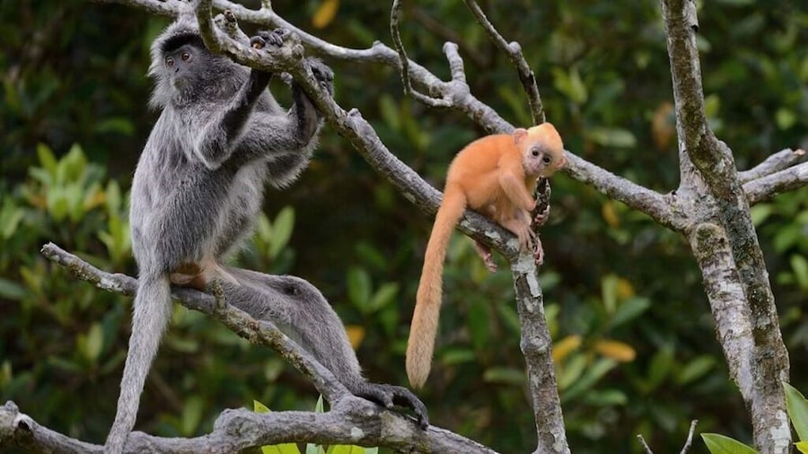 Klias River Proboscis Monkey & Fireflies Cruise