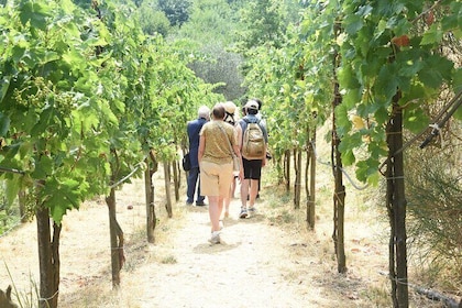 Sorrento Farm Experience: Wine Tasting, Pizza and Cheese Making