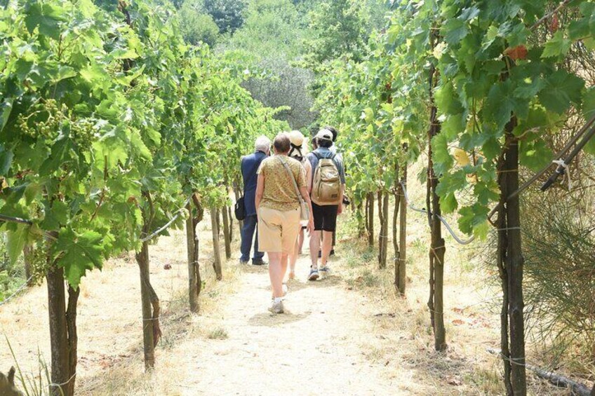 Sorrento Farm Experience: Wine Tasting, Pizza & Cheese Making