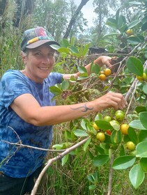 Experience Guava Cultivation in the Hawaiian Rainforest