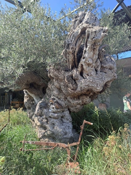 Picture 12 for Activity Rethymnon: Kournas Lake, Argyroupolis, and Olive Oil Tour