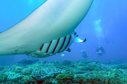 Bali: Excursión de un día entero para hacer snorkel en Nusa Penida y Manta ...