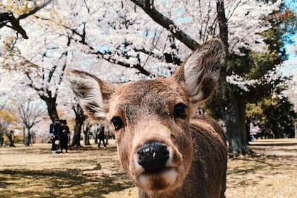 Nara : Private Day Walking Tour (From Osaka/Kyoto Possible)