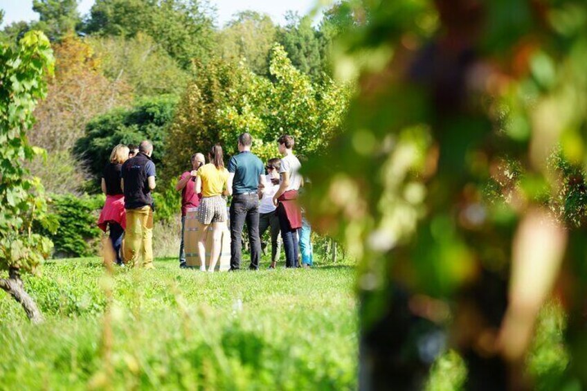 Visit of the vineyard
