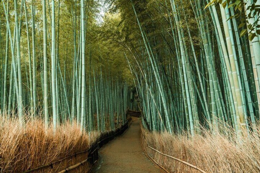 The Bamboo Grove in Kyoto is a serene forest with towering bamboo stalks, creating an enchanting pathway in Arashiyama, offering a tranquil and picturesque experience.