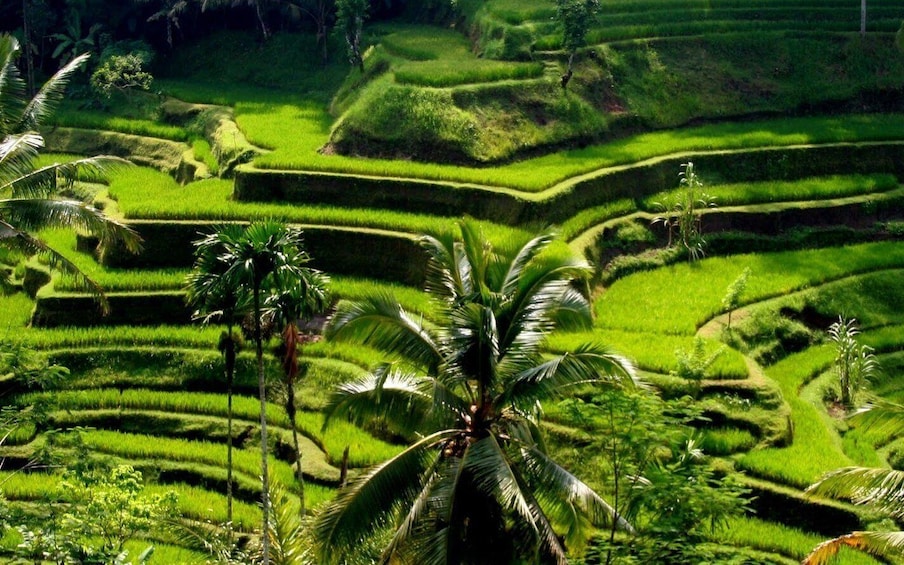 Picture 3 for Activity Best of Central Bali: Waterfall, Elephant Cave & Rice Fields