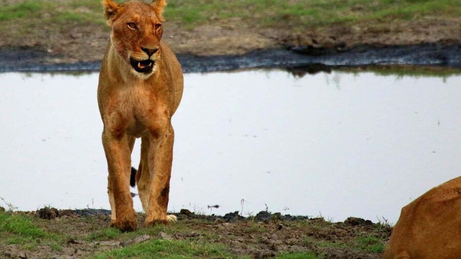 From Kasane: Chobe National Park Overnight Camping Safari