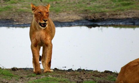 จาก Kasane: อุทยานแห่งชาติ Chobe ค้างคืนแคมป์ซาฟารี