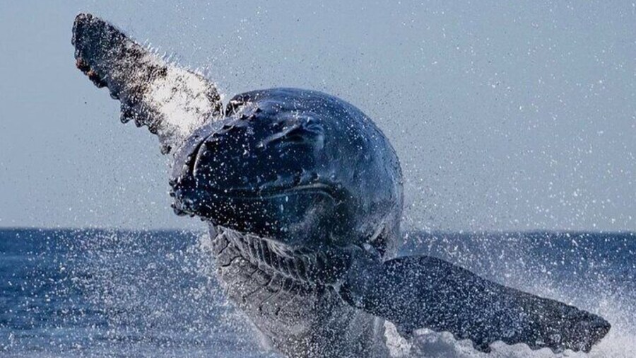 Whale Watching on Sundeck in Bermuda