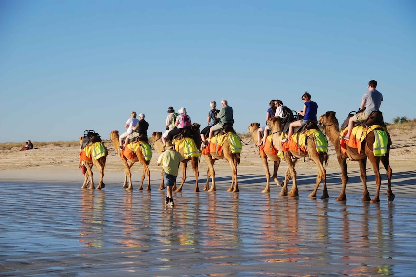 Picture 2 for Activity Djerba: Lagoon Camel Ride Experience