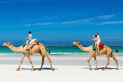 Djerba: Kamelritt-Erlebnis in der Lagune