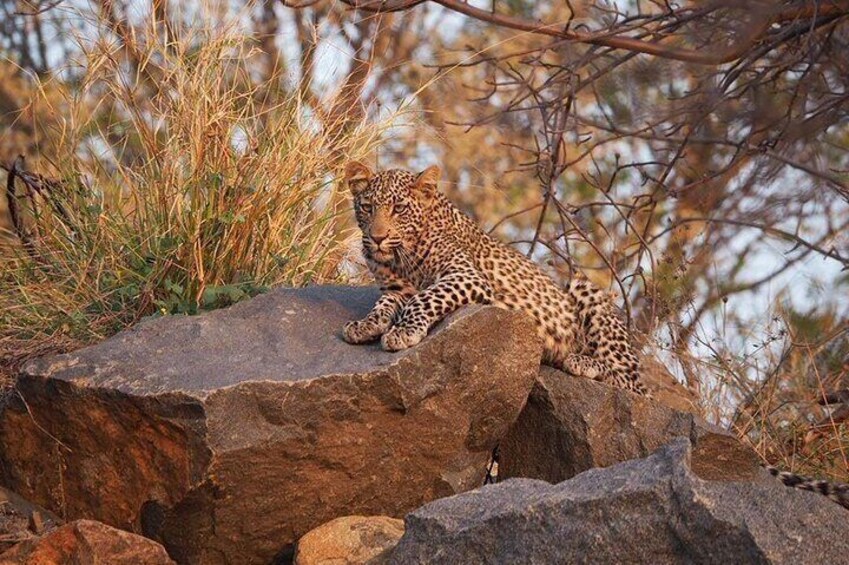 Safari Game Drive in the Greater Kruger