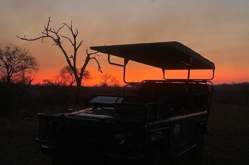 Safari Game Drive in the Greater Kruger