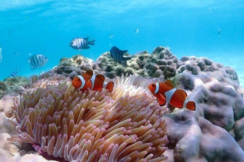Nemo the famous clown fish at Samaesarn coral area