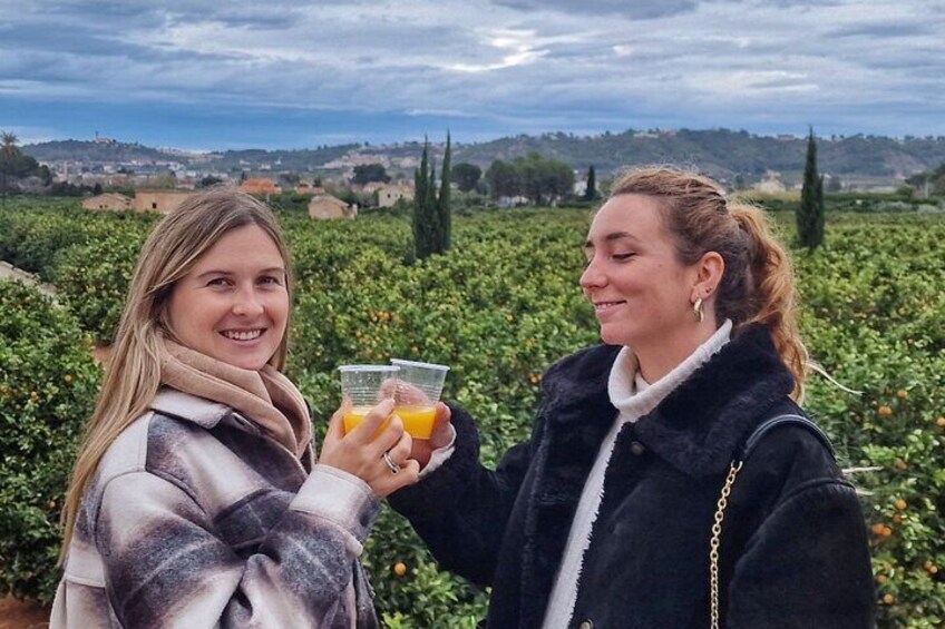 Orange Harvest Experience Exploring a Genuine Citrus Farm