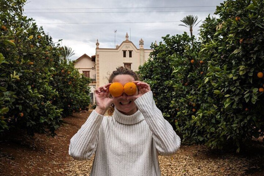 Orange Harvest Experience Exploring a Genuine Citrus Farm