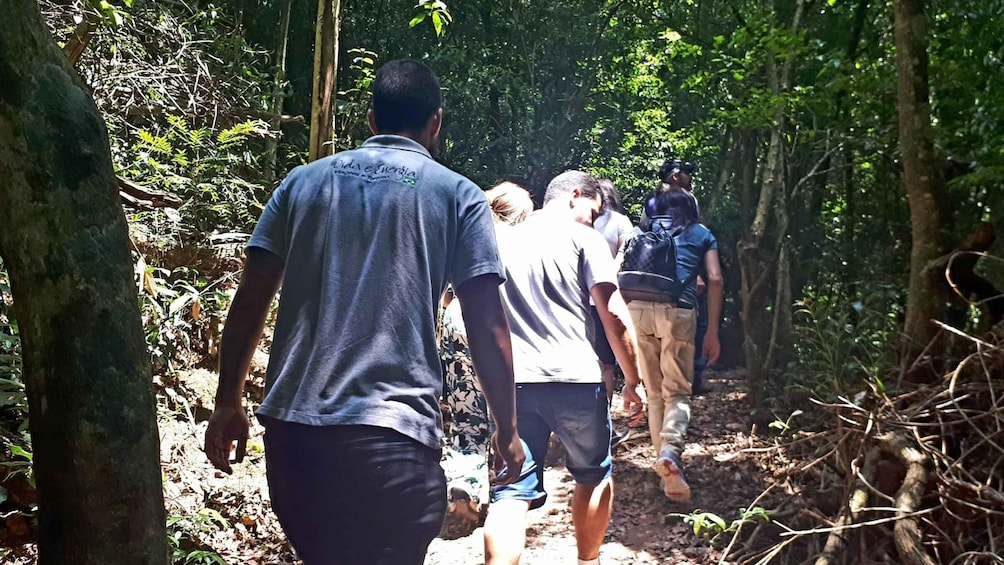 Picture 7 for Activity São Paulo: Cantareira Natural Park hiking in the Rain Forest