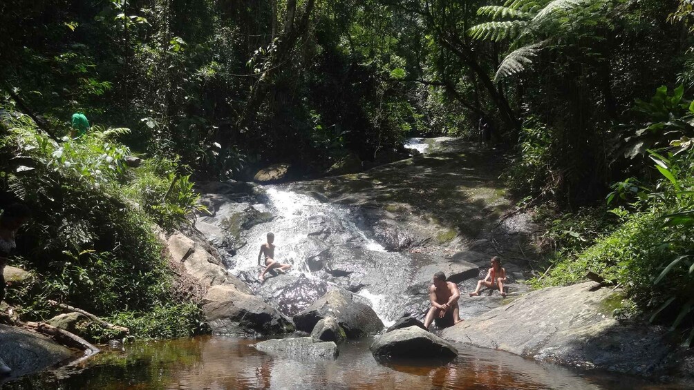 Picture 6 for Activity São Paulo: Cantareira Natural Park Guided Rainforest Hike