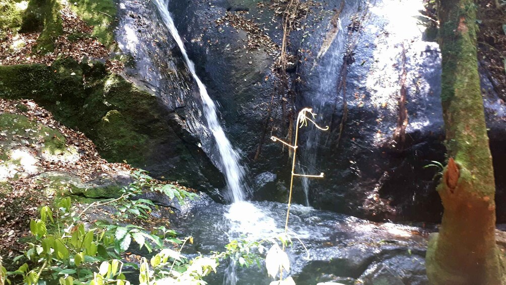 Picture 3 for Activity São Paulo: Cantareira Natural Park hiking in the Rain Forest