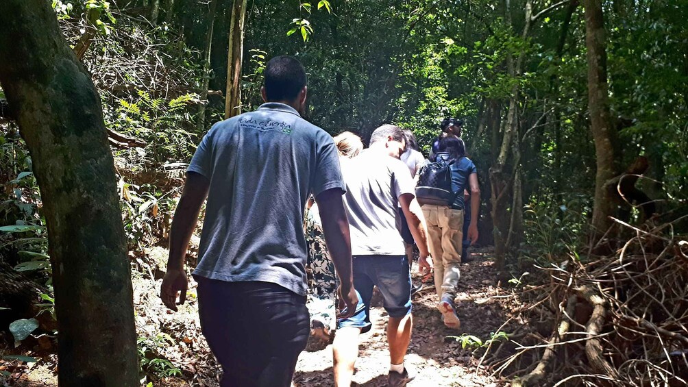 Picture 7 for Activity São Paulo: Cantareira Natural Park hiking in the Rain Forest