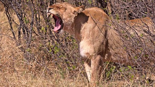 จากน้ำตกวิกตอเรีย: ทริปวันอุทยานแห่งชาติ Hwange & Safari