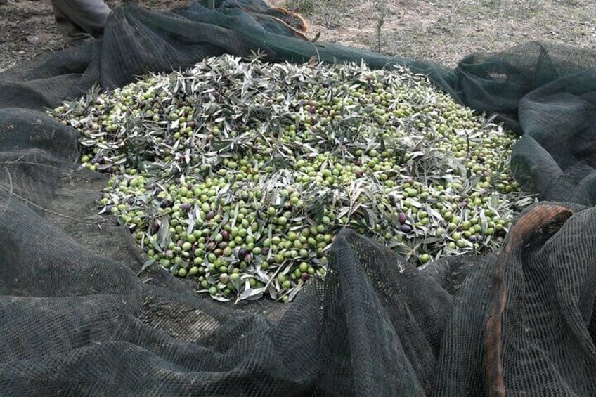 Olive Garden Walking Tour & Olive Oil Tasting in Kalentzi - Day trip from Athens