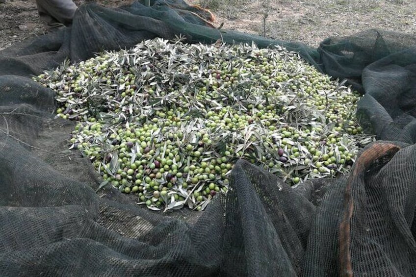 Olive Garden Walking Tour & Olive Oil Tasting in Kalentzi - Day trip from Athens